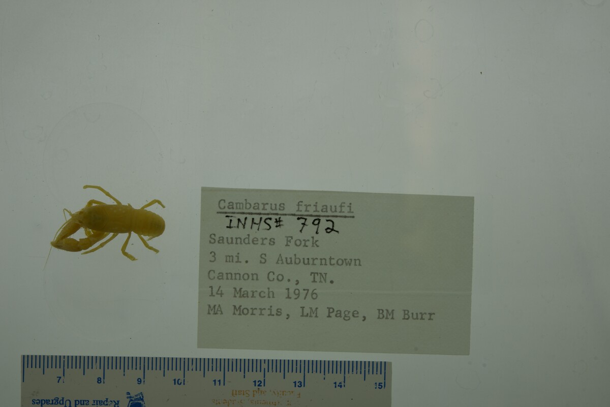 Cambarus friaufi image